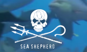 sea-sheperd